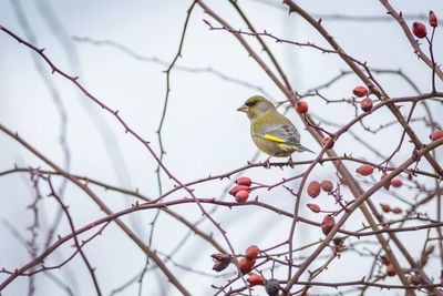 Low angle view of bird perching on tree