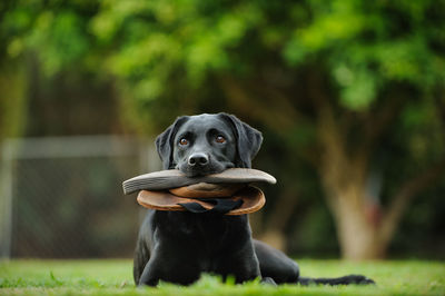 Dog carrying flip-flop in mouth while sitting on field