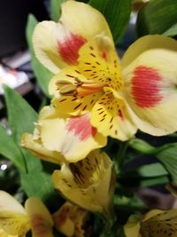 Close-up of yellow flower