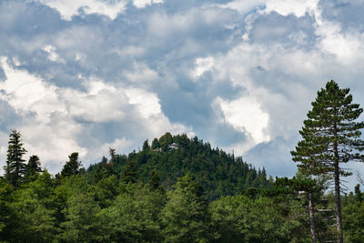 Low angle view of trees against sky