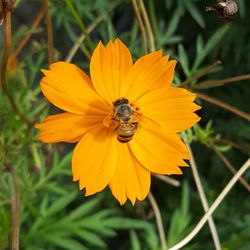 Close-up of butterfly on yellow flower