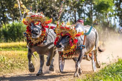 Buffalo cart race