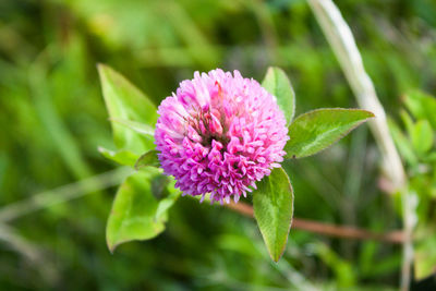 Close-up of pink flowering plant