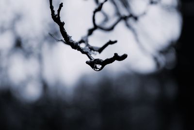 Close-up of wet tree branch during rainy season