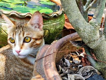 Close-up portrait of a cat