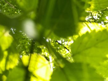 Close-up of leaves on plant