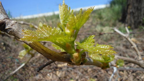 Close-up of plant