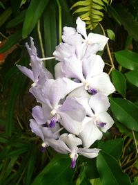 Close-up of white flowers blooming outdoors