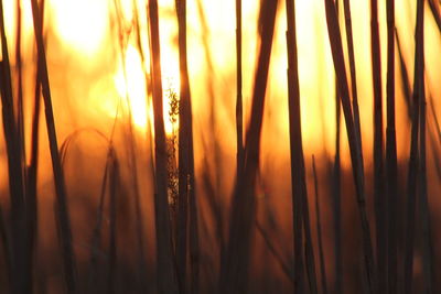 Close-up of crops on field during sunset