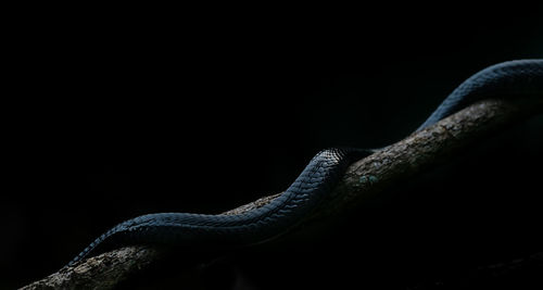 Close-up of lizard on black background