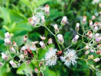 Close-up of bee pollinating on flower