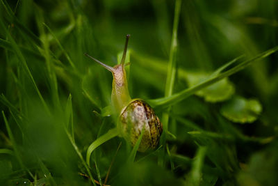 Close-up of snail on plant