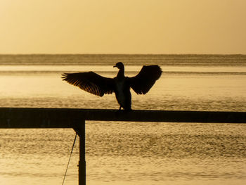 Silhouette bird flying over sea against sky