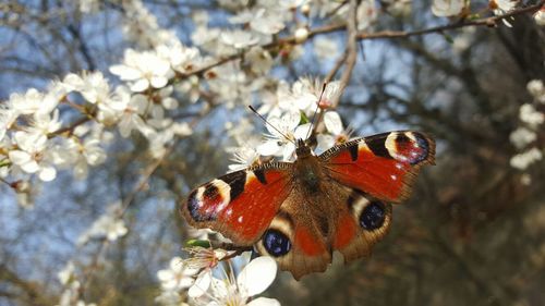 Close-up of butterfly on flower