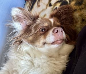 Close-up of dog