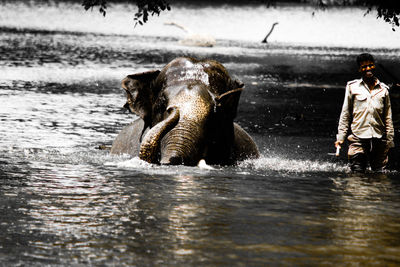 Panoramic view of horse in a river