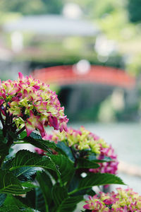 Close-up of pink flowering plant in park