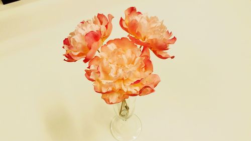 Close-up of rose over white background