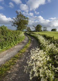 Empty road along plants and trees against sky