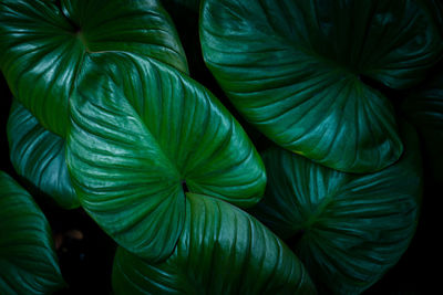 Full frame shot of plants