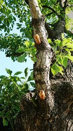 Close-up of lizard on tree trunk