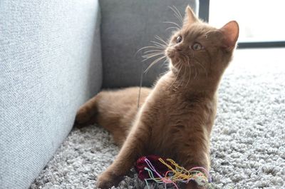 Close-up of cat sitting on sofa