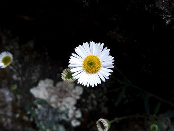Close-up of white daisy flower