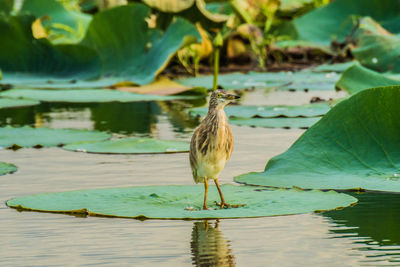 Close-up of heron perching on lily pod in lake