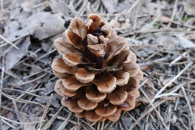 Close-up of pine cone