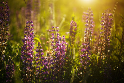 Close-up of purple flowering plants on field