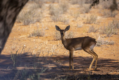 Steenbok female standing under tree shadow in kruger national park, south africa 