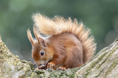 Close-up of red squirrel on tree trunk