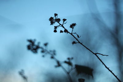 Low angle view of plant against sky during winter