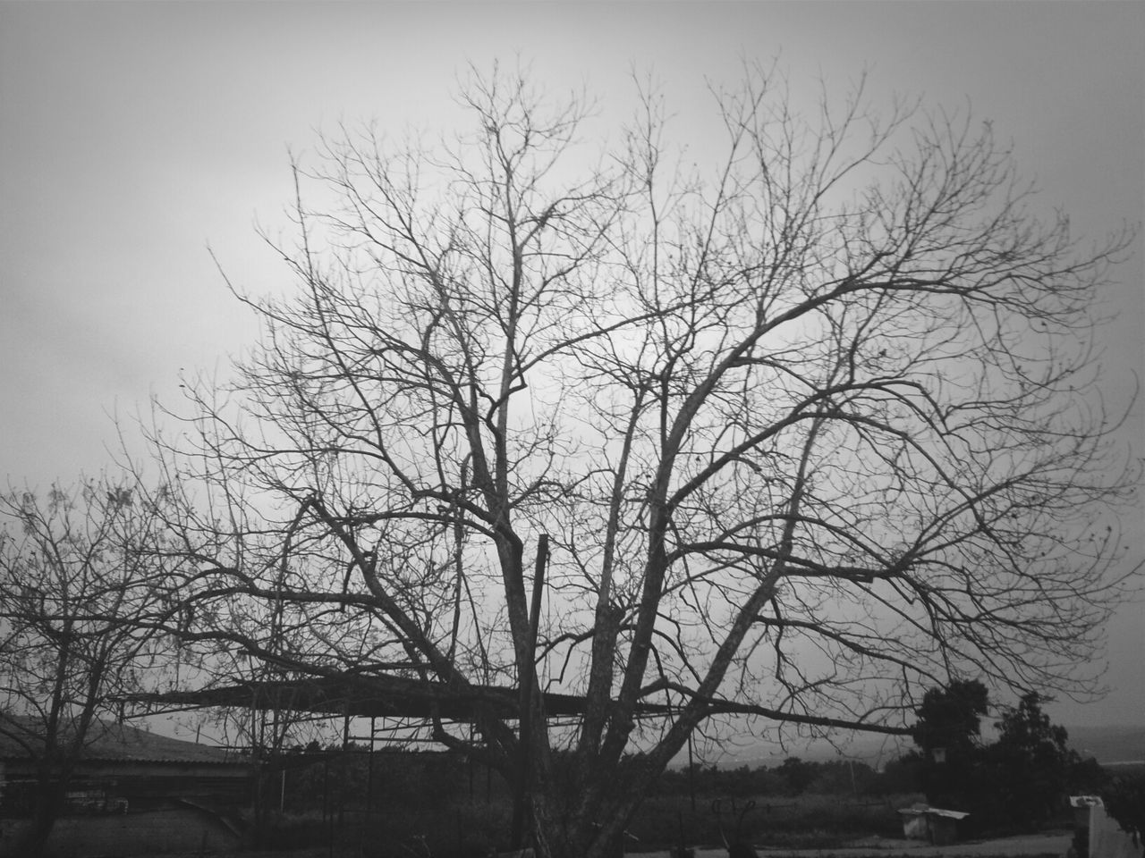 BARE TREE AGAINST THE SKY