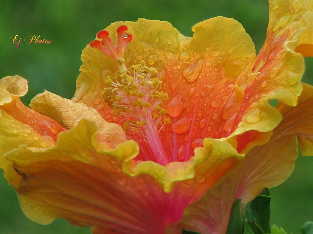 flower, petal, flower head, freshness, fragility, beauty in nature, close-up, growth, blooming, nature, plant, yellow, single flower, focus on foreground, in bloom, pollen, stamen, drop, blossom, springtime