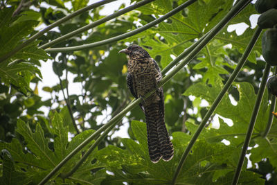 Low angle view of bird perching on tree