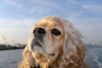 Close-up of dog looking away