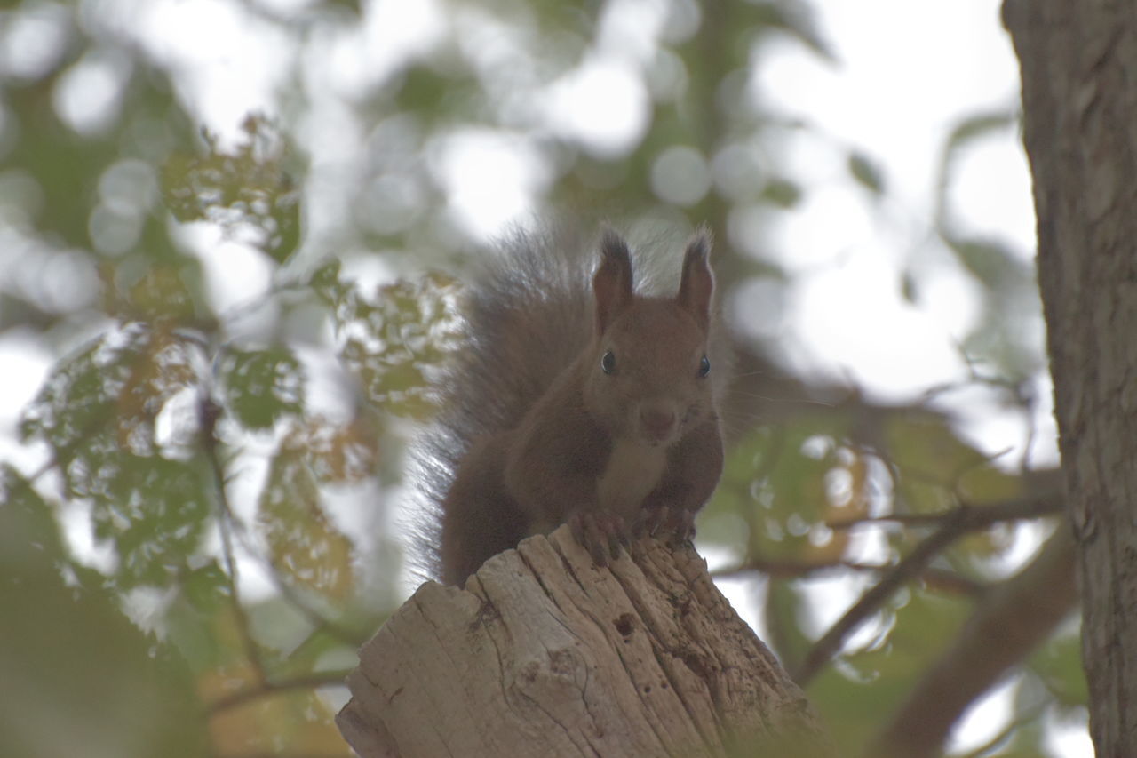 one animal, animal themes, squirrel, animals in the wild, tree, animal wildlife, focus on foreground, day, no people, outdoors, mammal, nature, looking at camera, close-up, portrait, branch