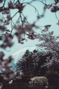 Low angle view of pine tree during winter
