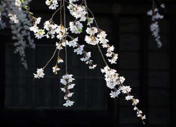 Close-up of cherry blossom tree