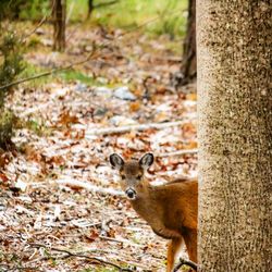 Portrait of lizard on tree trunk