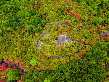 High angle view of flowering plants in park
