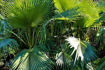 Close-up of palm tree