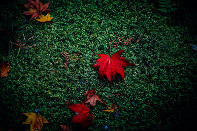 Red maple leaf on flowers