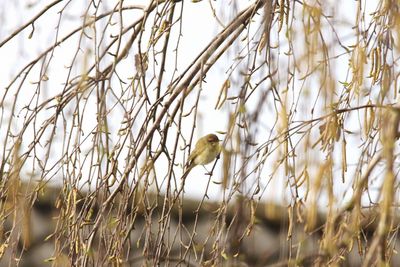 Bird perching on a branch