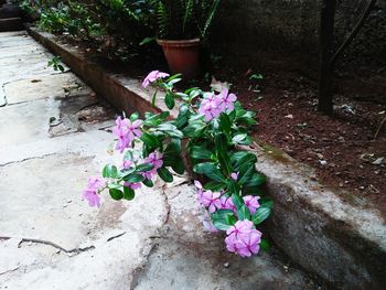 High angle view of potted plant on tree