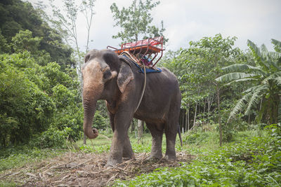 View of elephant in the field