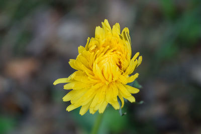 Close-up of yellow flowering plant