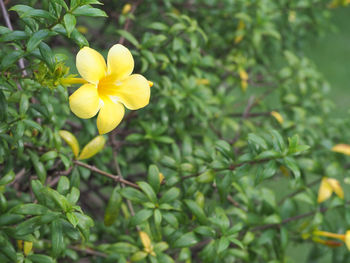 Close-up of yellow flowers blooming outdoors