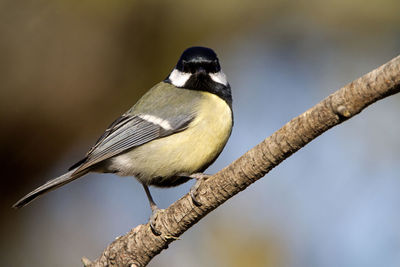 Close-up of bird perching on branch